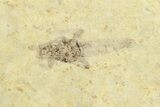 Detailed Fossil March Fly (Bibionidae) - France #254186-2